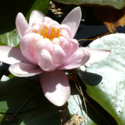 nénuphar