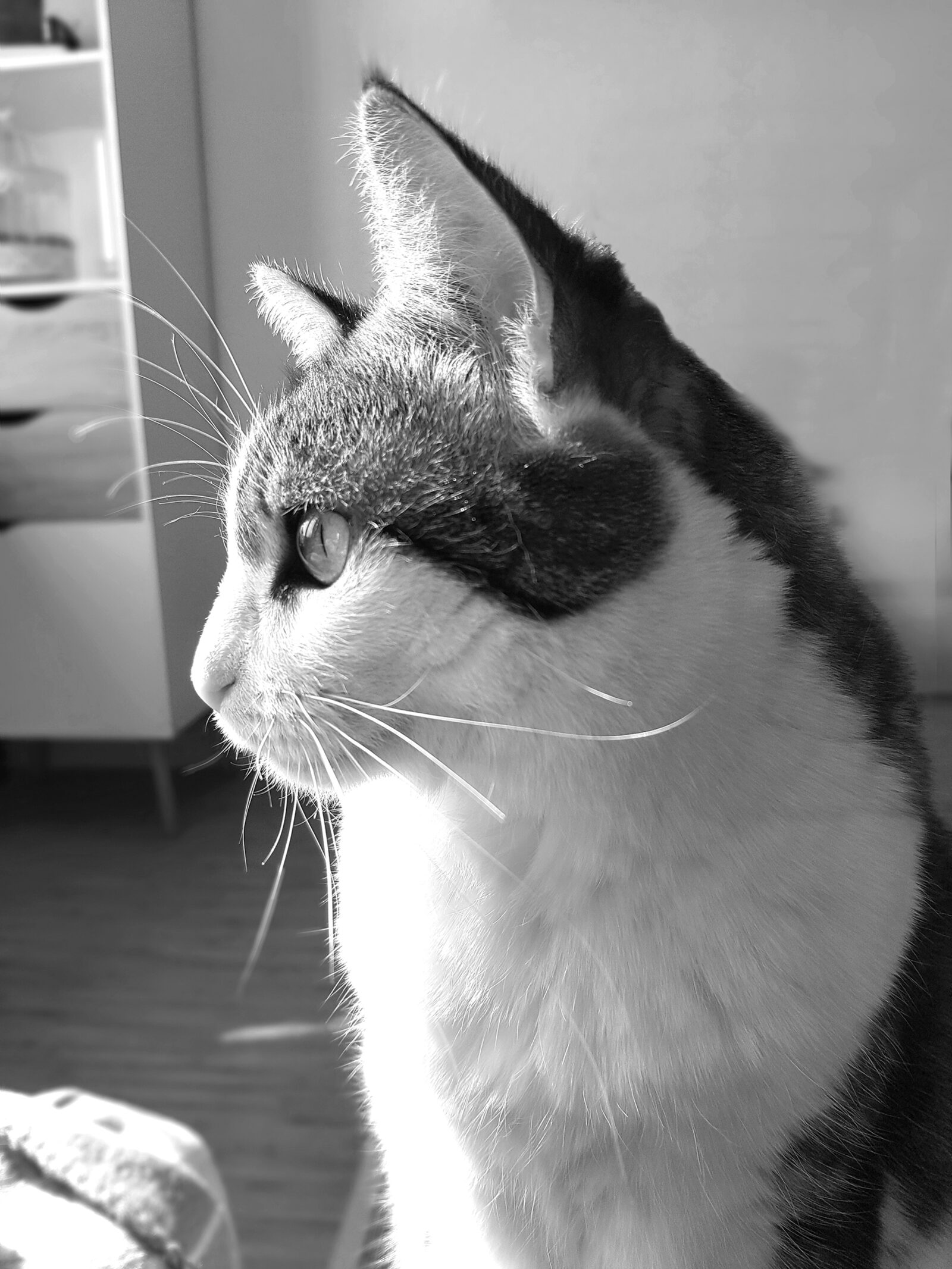 Saya