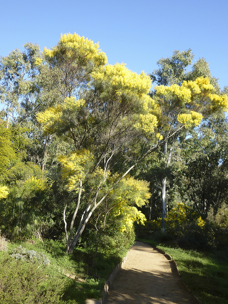 mimosa à Mandelieu