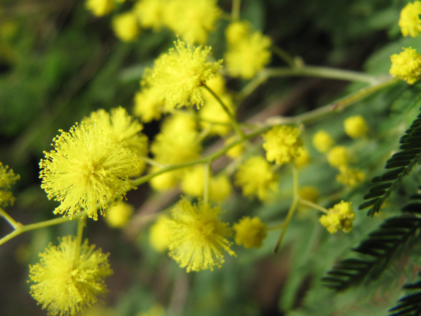 mimosa
